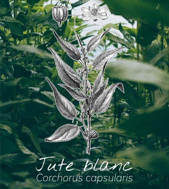 plante de jute